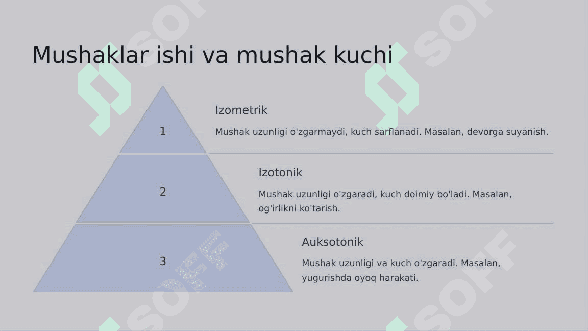 Mushaklarning ishi va biomexanikasi. Lesgaft mushaklar to'g'risida ta'limoti 6