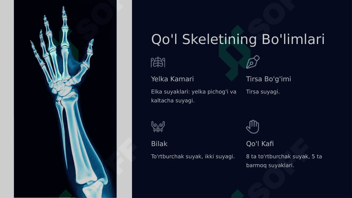 Qo'l, oyoq, Chanoq skeleti rentgenoanatomiyasi 5