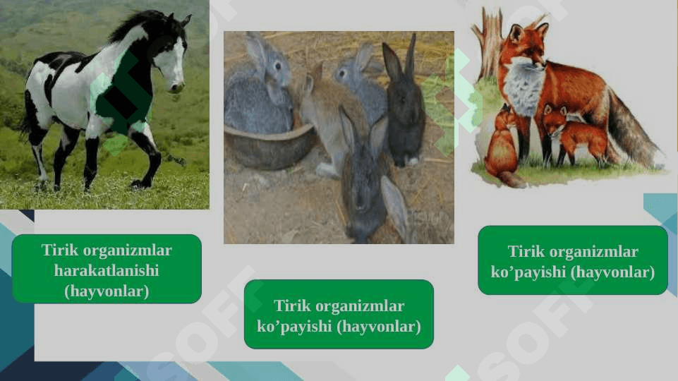 BIOSFERADAGI TIRIK MODDANING XUSUSIYATLARI VA FUNKSIYALARI 5