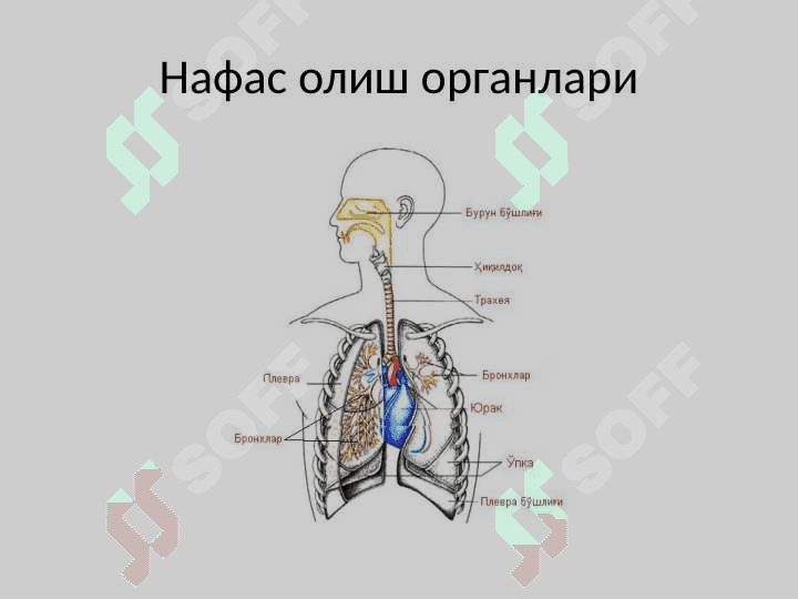 Болаларда юқори нафас йўлларини текшириш усуллари 3