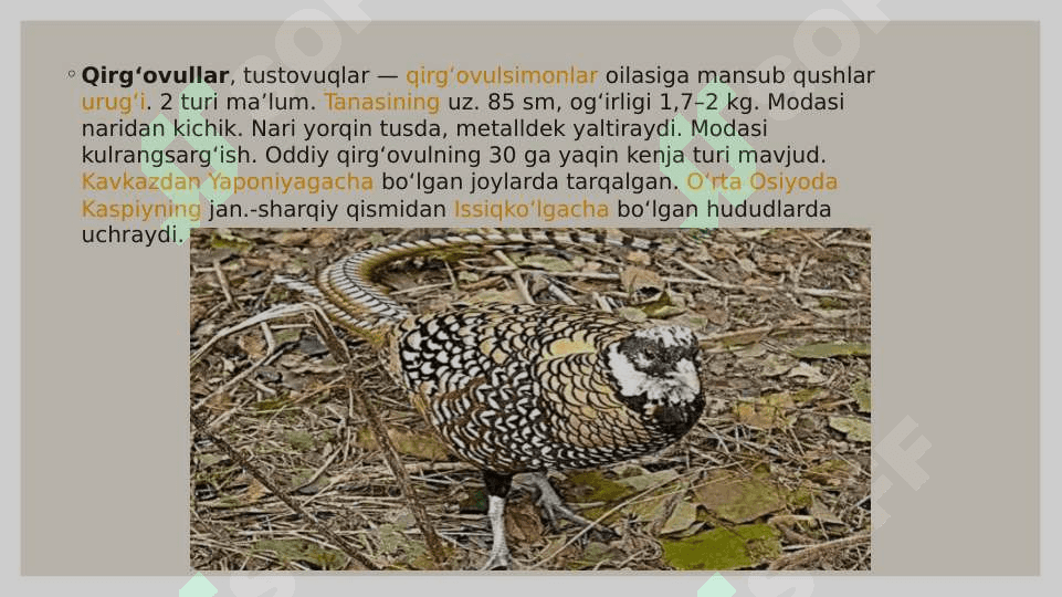 Zarafshon qirgʻovulining tarqalgan joyi va boshqa qirgʻovullardan farqi 3