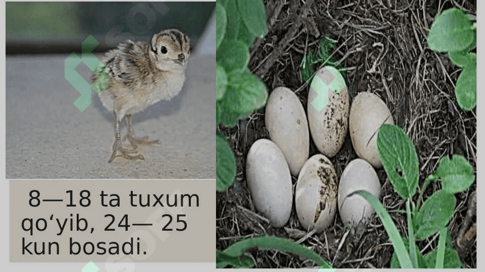 Zarafshon qirgʻovulining tarqalgan joyi va boshqa qirgʻovullardan farqi 4