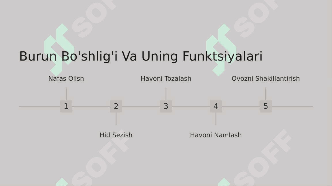 Nafas a'zolari taraqqiyoti. Burun anomaliyalari 4