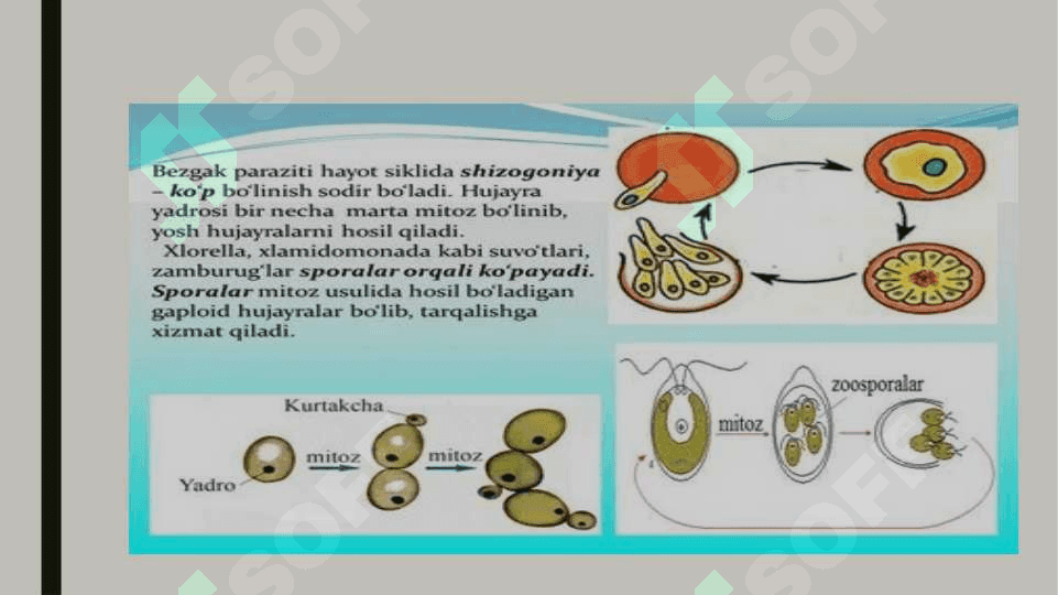 Qon orqali o‘tuvchi infeksiyalar. Bezgak. Gemorragik isitma. 3