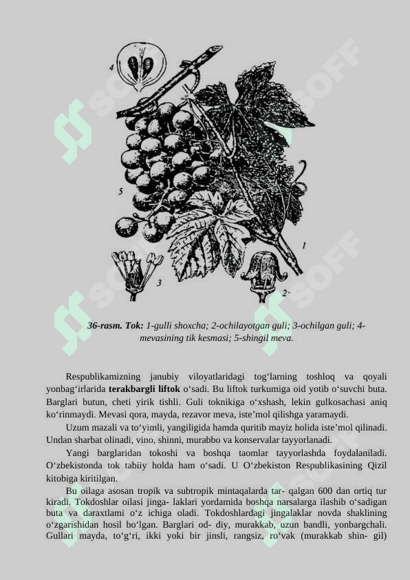 Toknamolar qabilasi  KURS ISHI   tayyor 7
