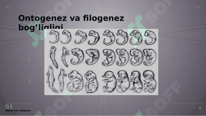Geteropolisaxaridlarni ontogenez va  kasallliklarda o’zgarishlar 6
