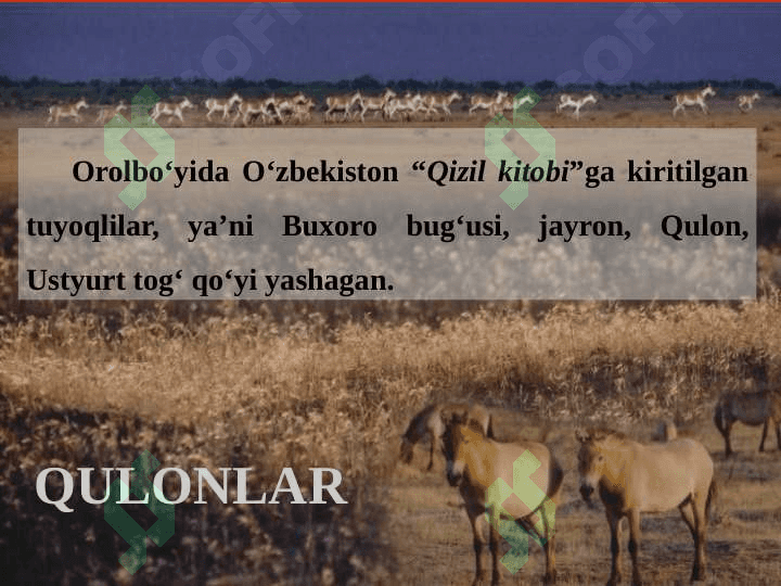 Orol fojiasi 8