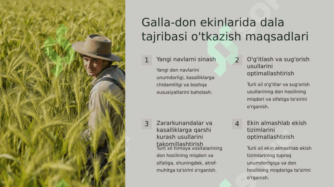 Galla-don ekinlarida dala tajribasi 4