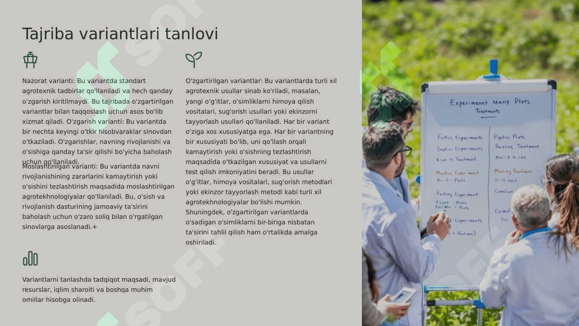 Galla-don ekinlarida dala tajribasi 6