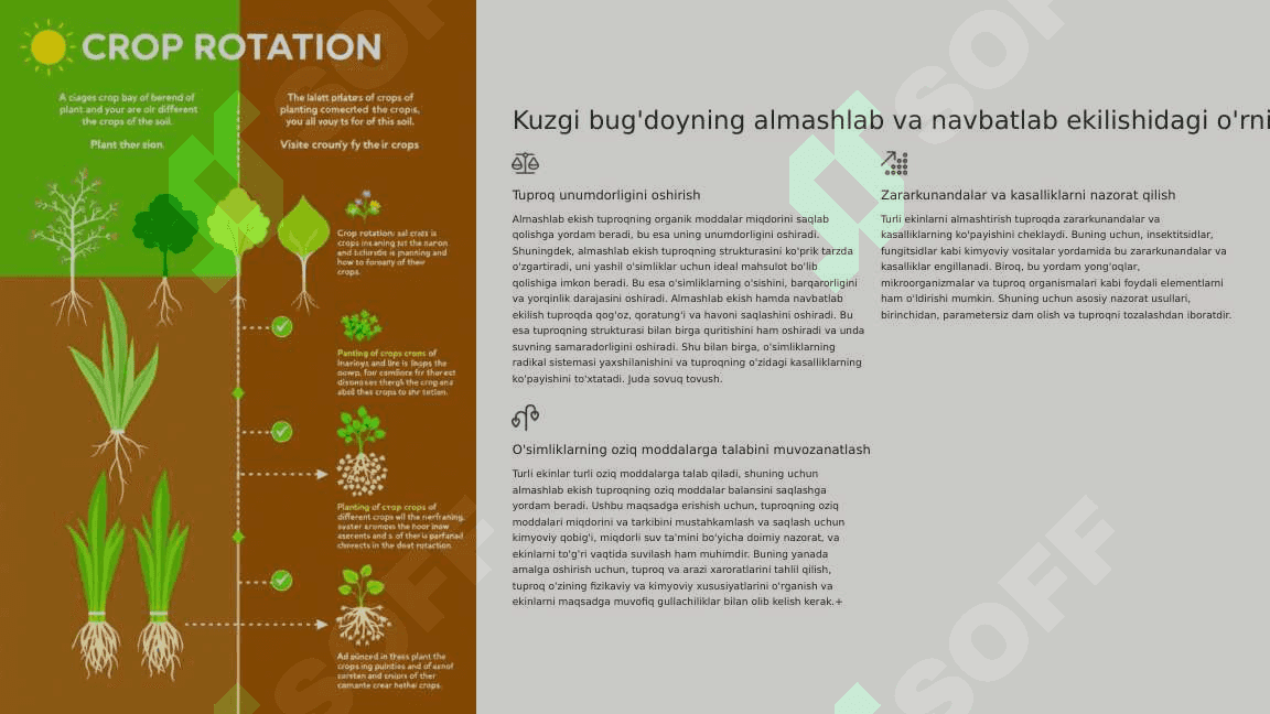 Kuzgi Bug'doyni Yuqori Hosil Olish Agrotexnikasi 2