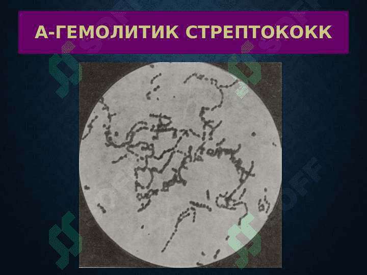 Yiringli kasallilar ppt 7
