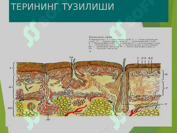 Teri pigmentlari ppt 2