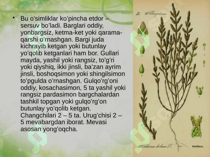 Sho’radoshlar oilasi 3