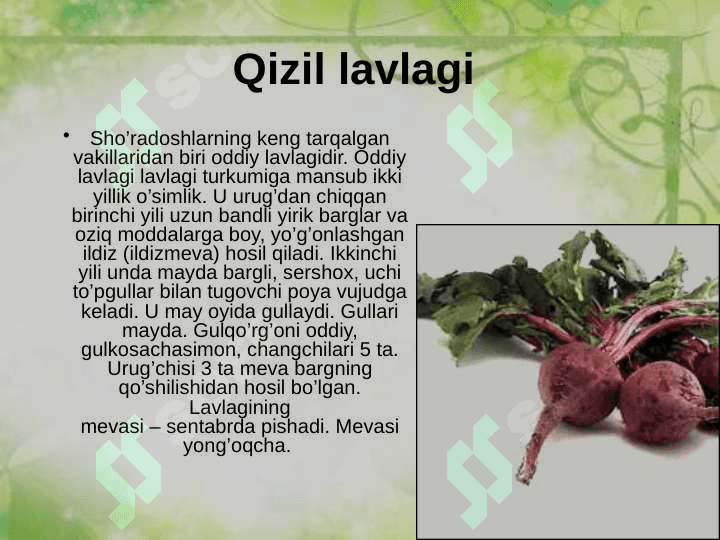 Sho’radoshlar oilasi 4
