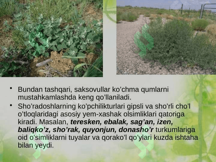 Sho’radoshlar oilasi 7