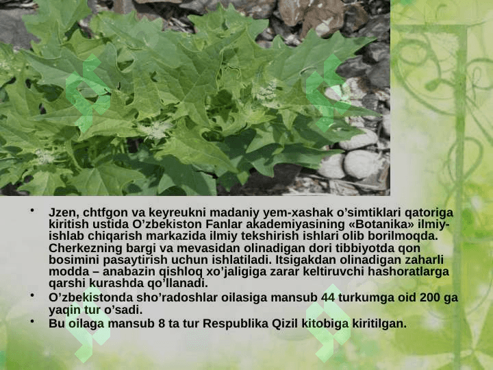 Sho’radoshlar oilasi 8
