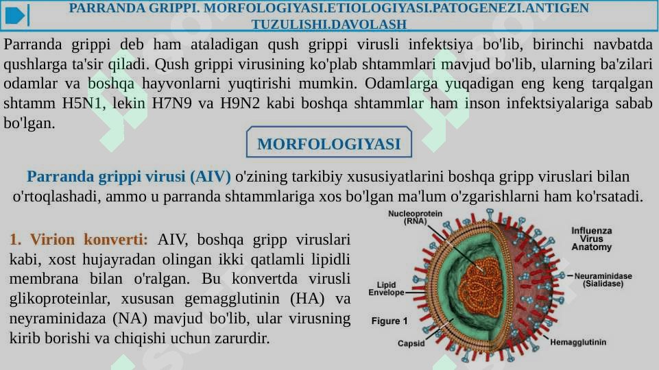 PARRANDA VA CHO'CHQA GRIPPI VA UNING HOZIRGI KUNDAGI MUAMMOLARI 5