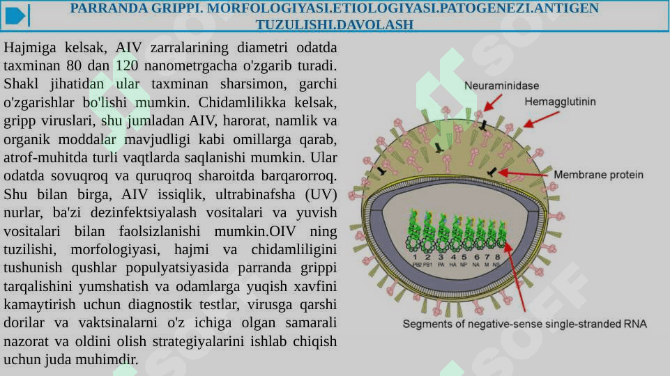PARRANDA VA CHO'CHQA GRIPPI VA UNING HOZIRGI KUNDAGI MUAMMOLARI 7