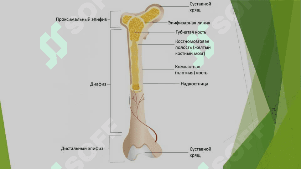 Eritrotsitlar. Qondagi ko'rsatkichlar. Eritrotsitoz, Eritropeniya, Eritrotsitlar cho'kish tezligi 6