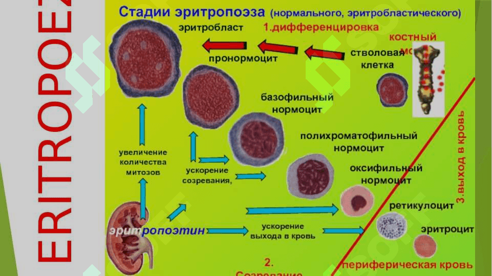 Eritrotsitlar. Qondagi ko'rsatkichlar. Eritrotsitoz, Eritropeniya, Eritrotsitlar cho'kish tezligi 8