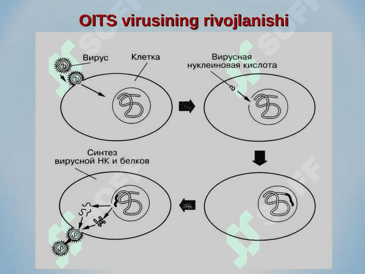 OITS-OIV haqida slayd 7