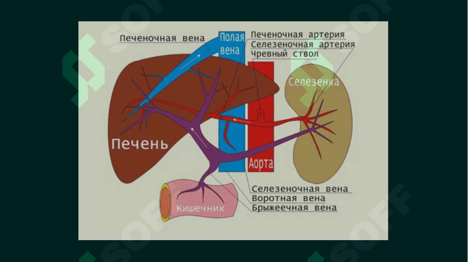 Portal gipertenziya ppt 5