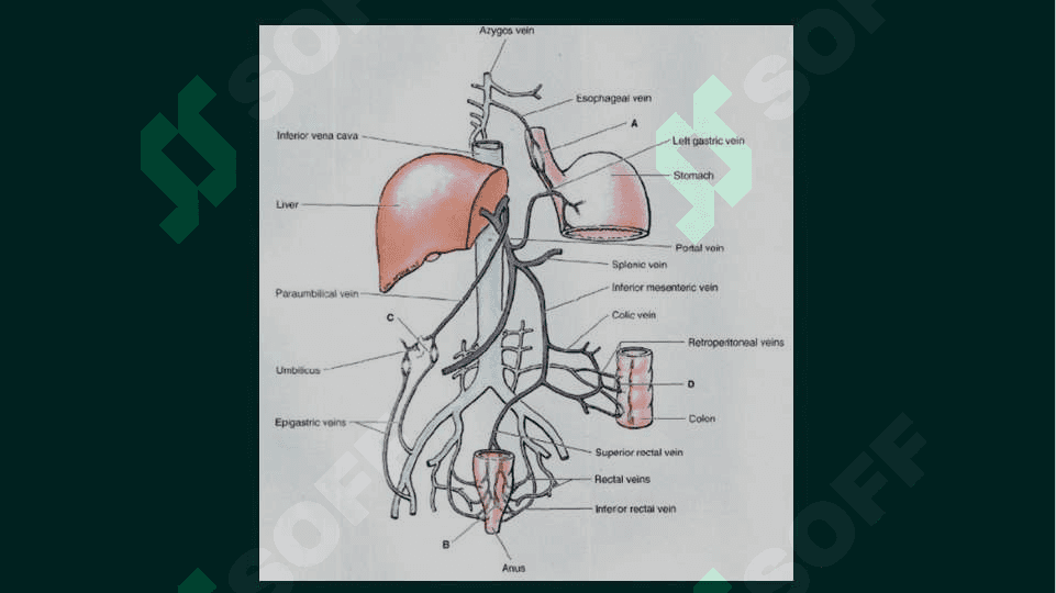 Portal gipertenziya ppt 6