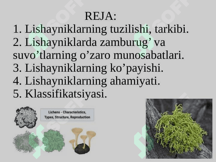 Lishayniklar(Lichenophyta) bo‘limi 2