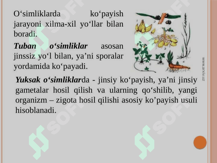 O’simliklarning qayta tiklanishi va ko’payishi 2