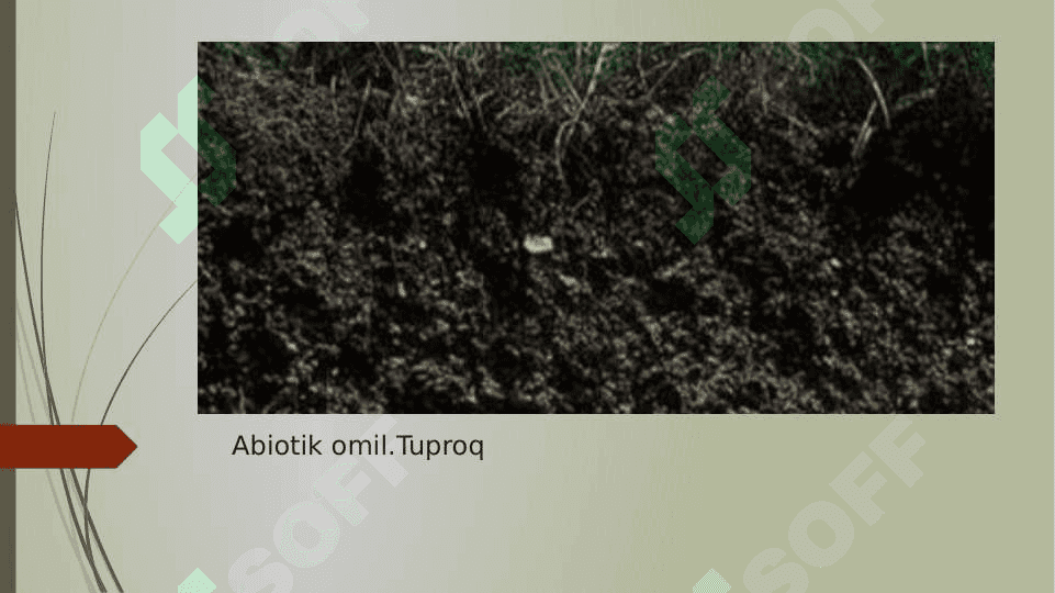 O‘simliklarga tuproq sho‘rlanishining ta'siri 5