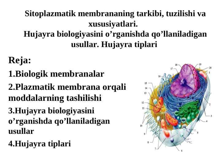 Sitoplazmatik membrananing tarkibi, tuzilishi va xususiyatlari.  Hujayra biologiyasini o’rganishda qo’llaniladigan usullar. Hujayra tiplari