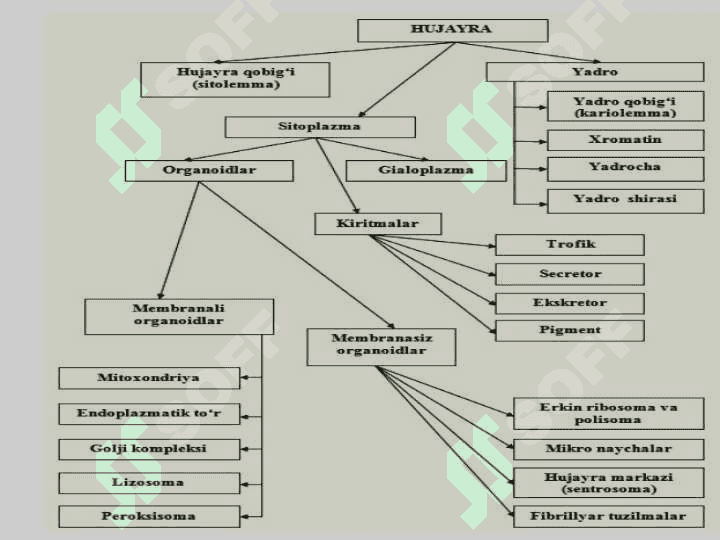 Sitoplazmatik membrananing tarkibi, tuzilishi va xususiyatlari.  Hujayra biologiyasini o’rganishda qo’llaniladigan usullar. Hujayra tiplari 2