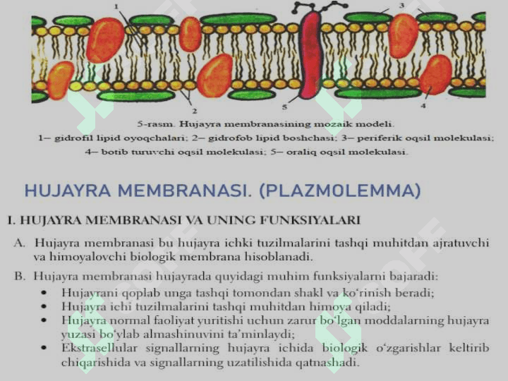 Sitoplazmatik membrananing tarkibi, tuzilishi va xususiyatlari.  Hujayra biologiyasini o’rganishda qo’llaniladigan usullar. Hujayra tiplari 4