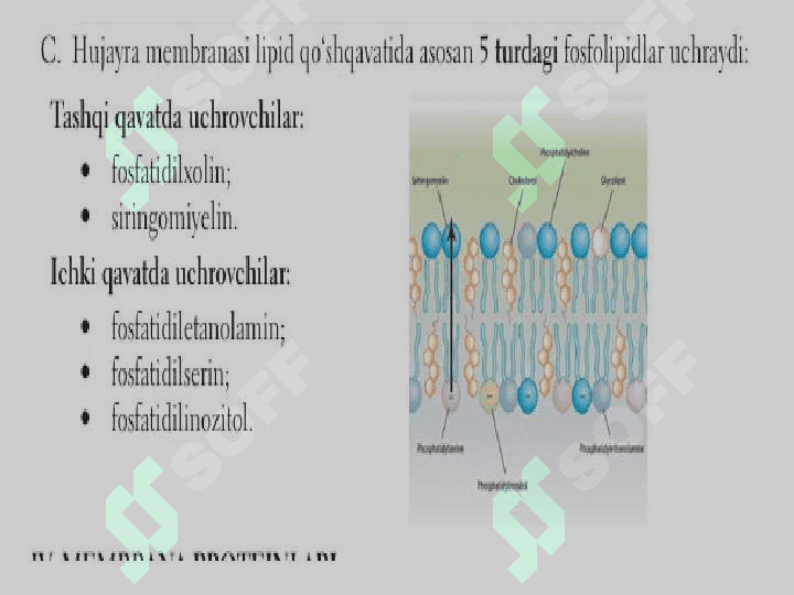 Sitoplazmatik membrananing tarkibi, tuzilishi va xususiyatlari.  Hujayra biologiyasini o’rganishda qo’llaniladigan usullar. Hujayra tiplari 7