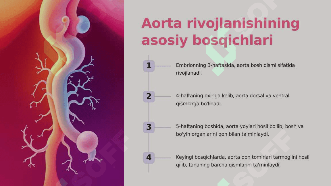 Aorta taraqqiyotiga tashqi omillarning ta'siri va variant anatomiyasi 4