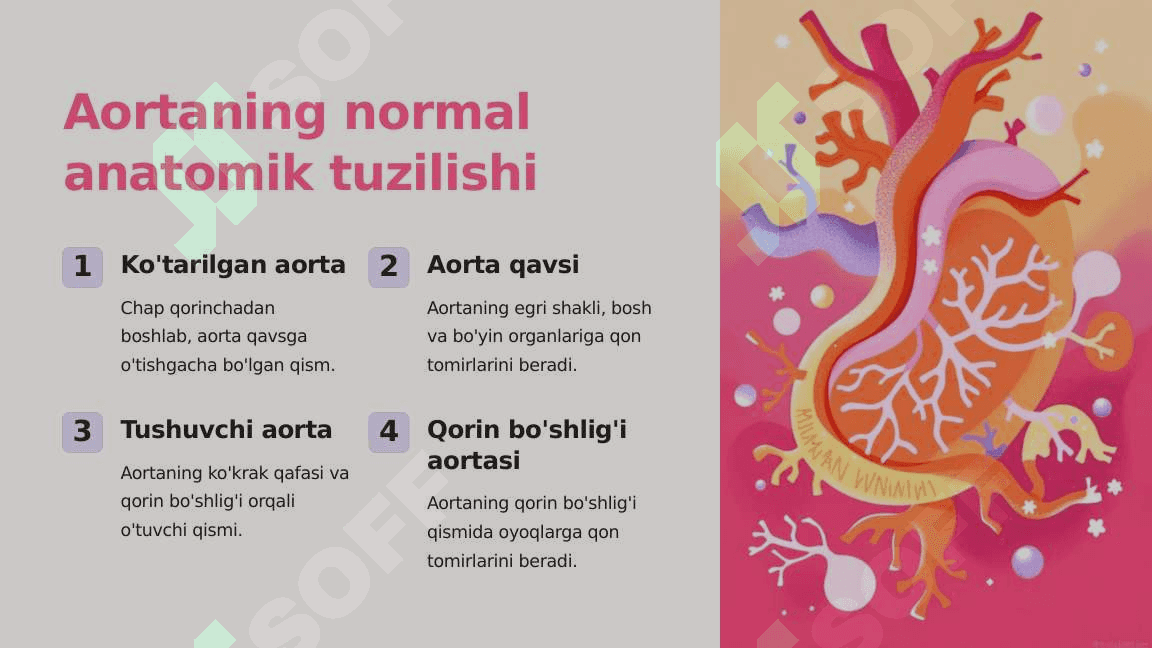 Aorta taraqqiyotiga tashqi omillarning ta'siri va variant anatomiyasi 5