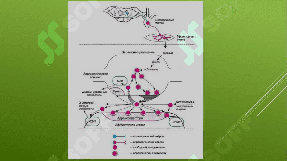 Adrenomimetiklar.  Pediatriyada adrenomimetiklarni o’ziga xos qo’llanishi. 4