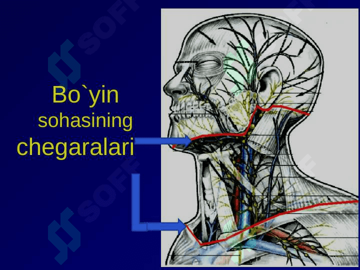 Bo`yin sohasining klinik anatomiyasi va operativ jarrohlik texnologiyasi 2