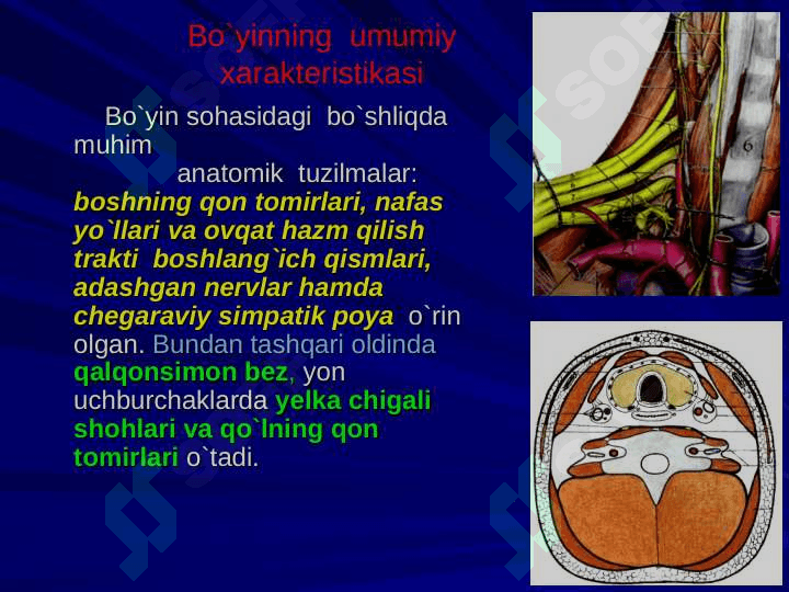 Bo`yin sohasining klinik anatomiyasi va operativ jarrohlik texnologiyasi 3