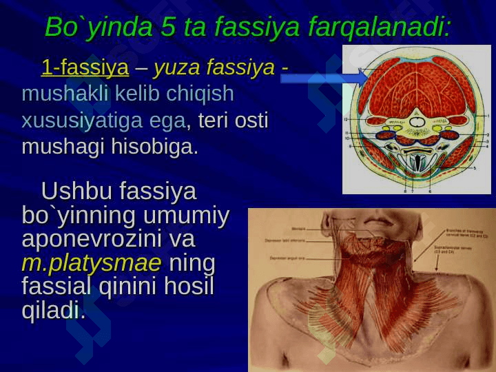 Bo`yin sohasining klinik anatomiyasi va operativ jarrohlik texnologiyasi 4