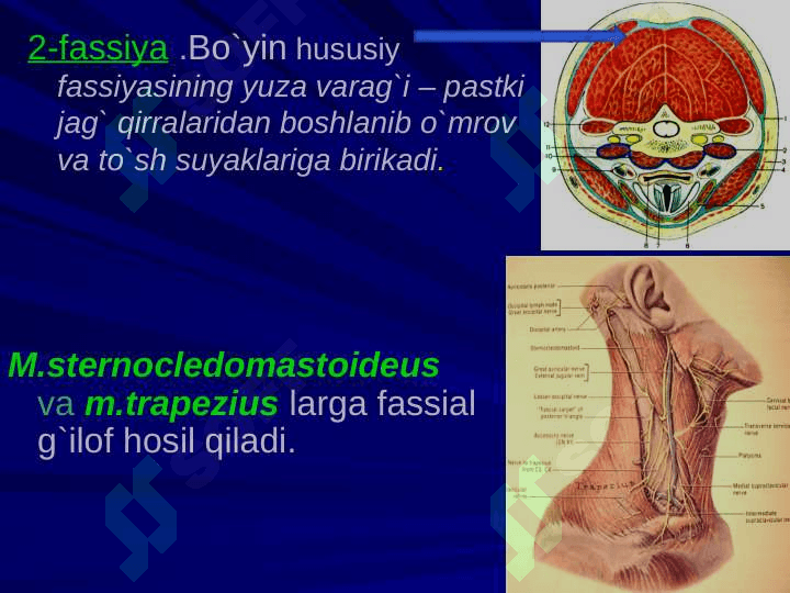 Bo`yin sohasining klinik anatomiyasi va operativ jarrohlik texnologiyasi 5