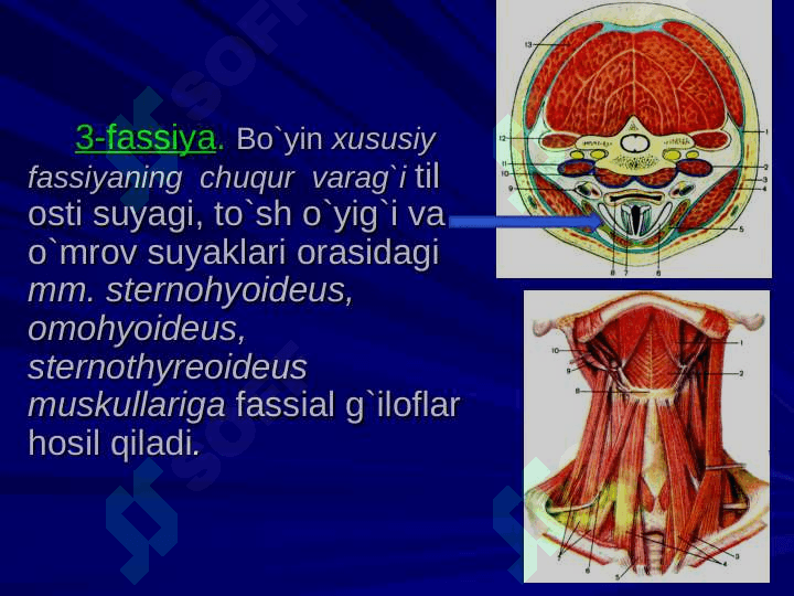 Bo`yin sohasining klinik anatomiyasi va operativ jarrohlik texnologiyasi 6