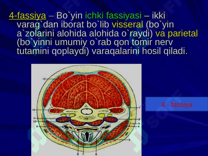 Bo`yin sohasining klinik anatomiyasi va operativ jarrohlik texnologiyasi 7