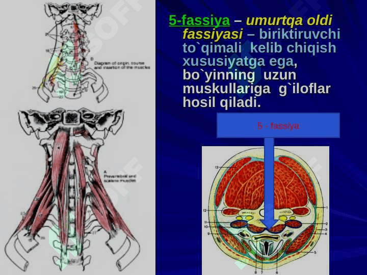 Bo`yin sohasining klinik anatomiyasi va operativ jarrohlik texnologiyasi 8