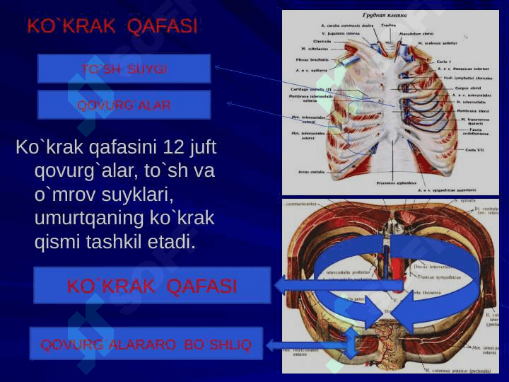 Ko`krakning Klinik anatomiyasi. Ko`krak bo`shlig`i azolari operatsiyalari. 3