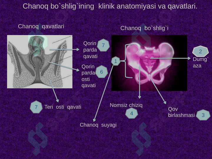 Chanoq sohasi klinik anatomiyasi . Chanoq boshlig`i azolarining topografiyasi . Chanoq azolarining operativ jarrohligi 3