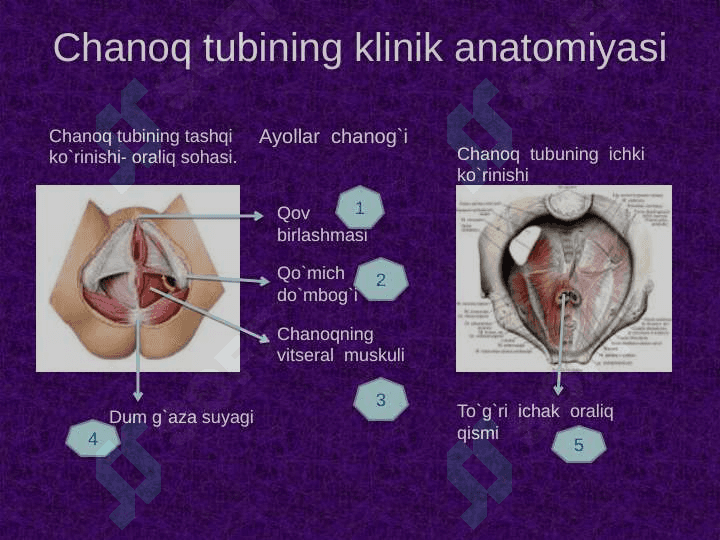 Chanoq sohasi klinik anatomiyasi . Chanoq boshlig`i azolarining topografiyasi . Chanoq azolarining operativ jarrohligi 4