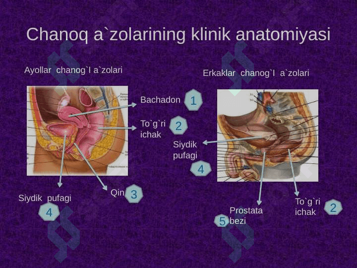 Chanoq sohasi klinik anatomiyasi . Chanoq boshlig`i azolarining topografiyasi . Chanoq azolarining operativ jarrohligi 6