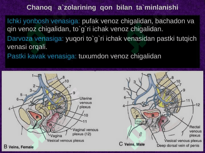 Chanoq sohasi klinik anatomiyasi . Chanoq boshlig`i azolarining topografiyasi . Chanoq azolarining operativ jarrohligi 8