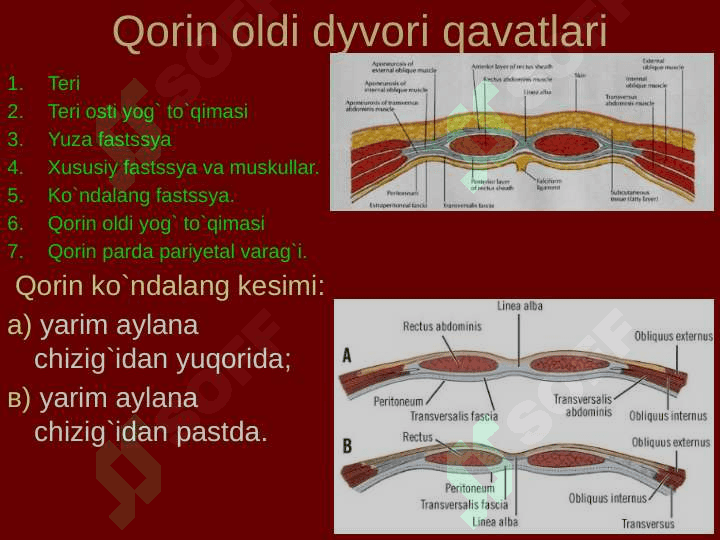 Qorin old-yon devorining klinik anatomiyasi. Churralar va ularda operatsiyalar. 5